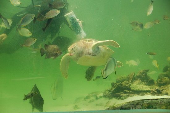 The Green Connection